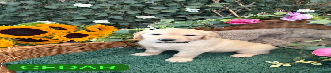 Golden Retriever Puppy 7