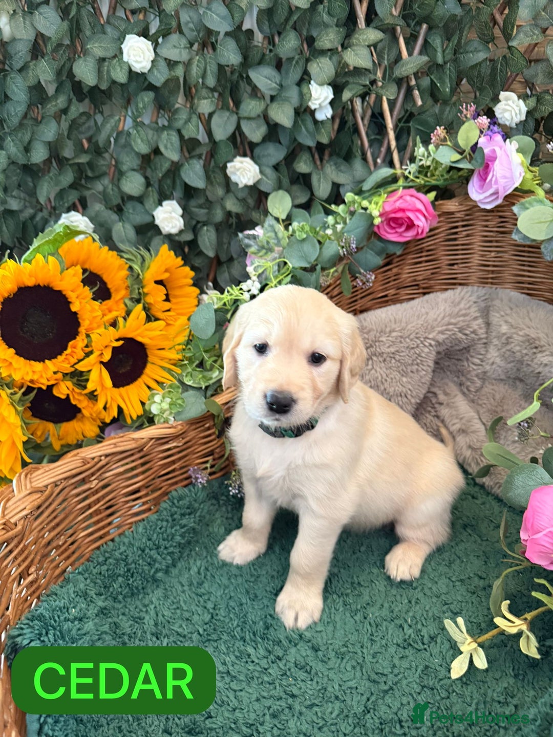 Golden Retriever dogs for sale: Stunning Golden Retriever puppies 🐾 - Image 4