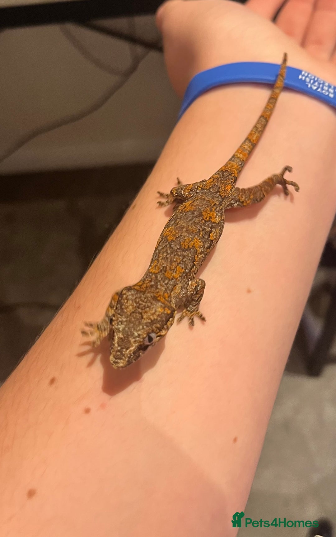 Gecko reptiles for sale: High red blotch gargoyle gecko  - Advert 5