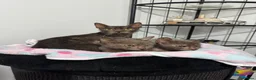 Lykoi cats for sale: Last two Lykoi girls  - Advert 2