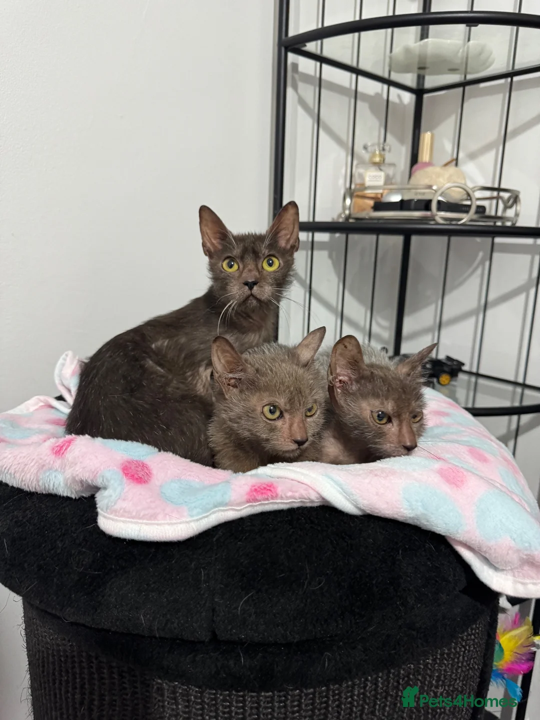 Lykoi cats for sale: Last two Lykoi girls  - Advert 2