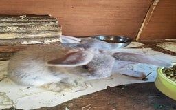 English Lop rabbits for sale: Beautiful lop babies  - Image 11