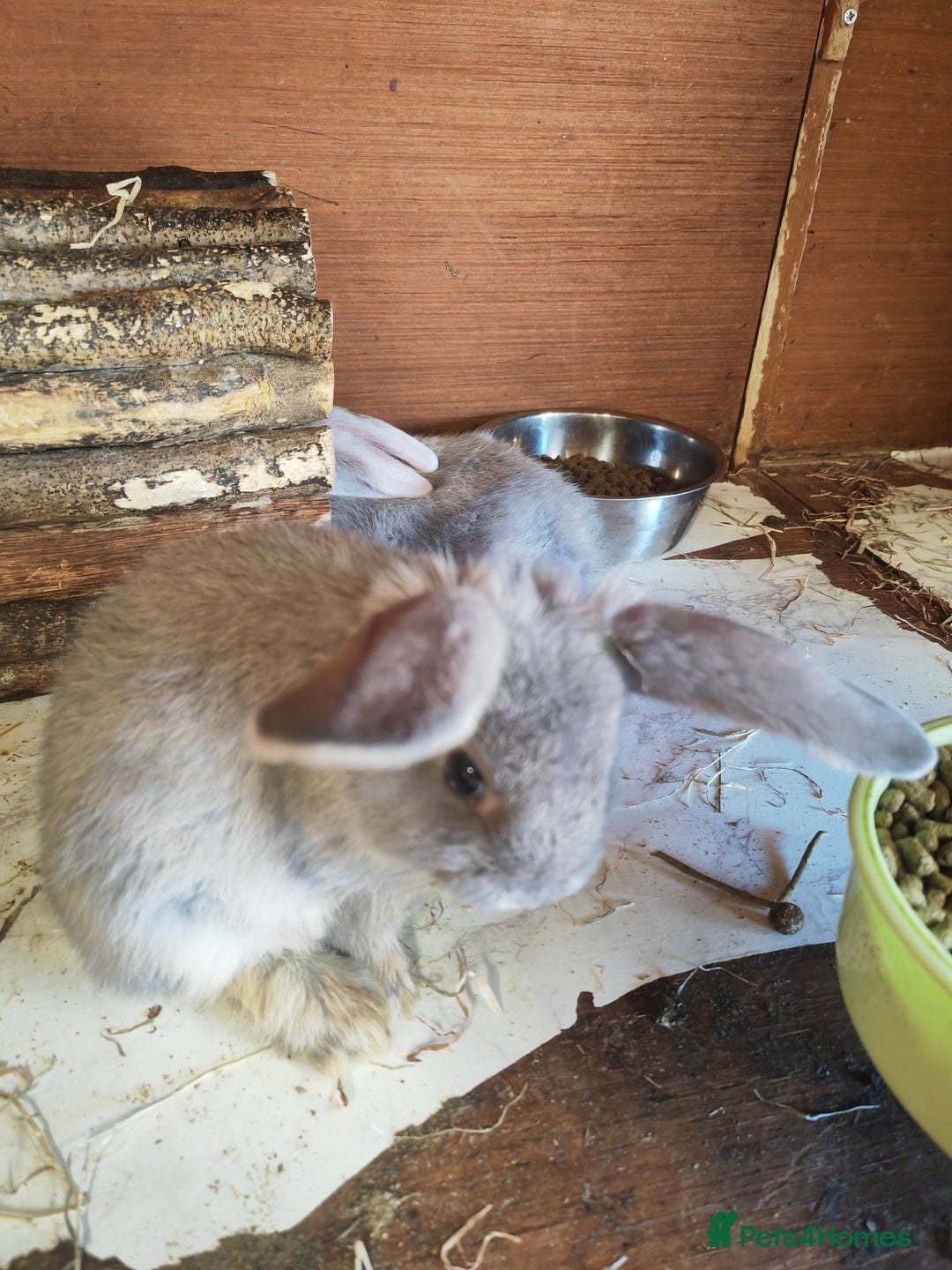 English Lop rabbits for sale: Beautiful lop babies  - Image 11