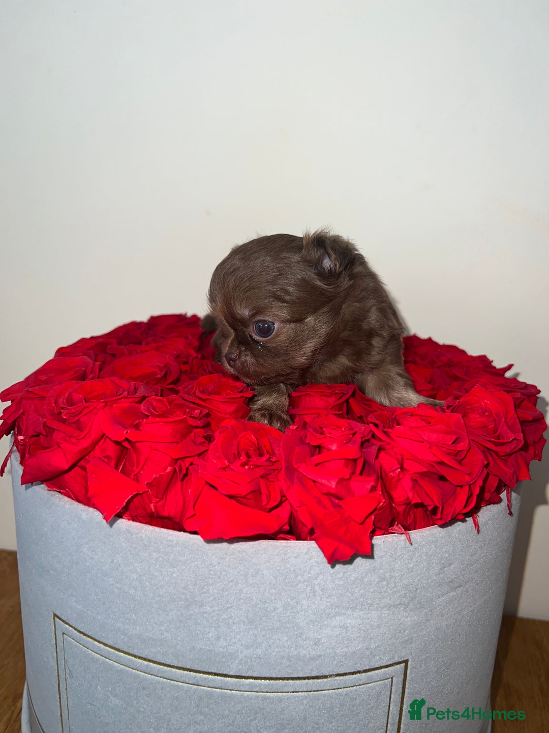 Chihuahua dogs for sale: Russian CHAMPION Apple head/Chihuahuas - Image 7