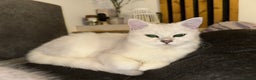 British Shorthair cats for sale: Champion Line Registered Chinchilla British sh - Advert 1