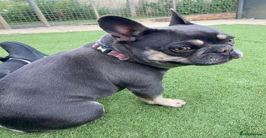 French Bulldog dogs - Advert 7