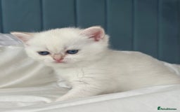 British Shorthair cats for sale: Stunning munchkin fur babies 😻🌼🌸🌺 - Image 12