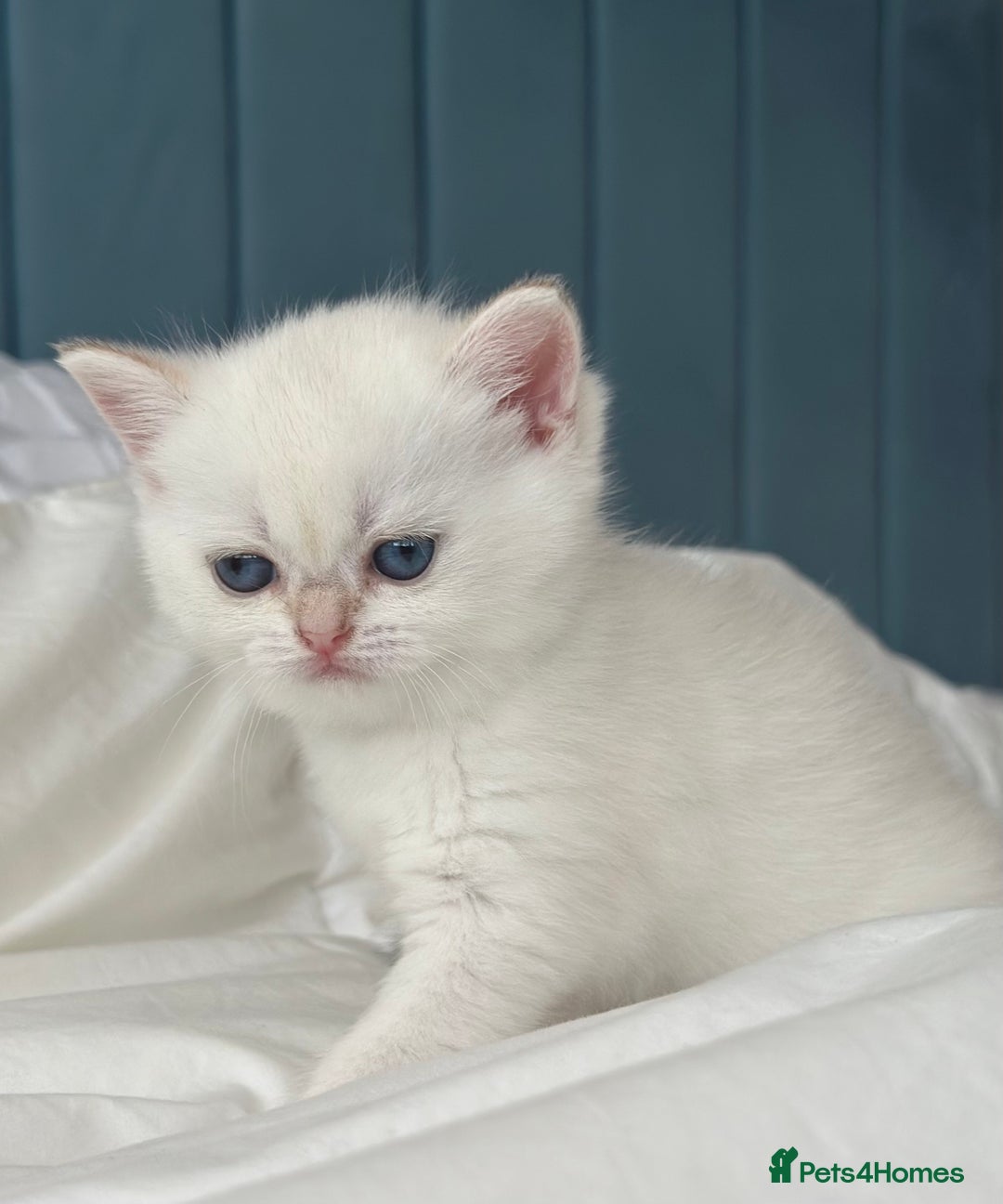 British Shorthair cats for sale: Stunning munchkin fur babies 😻🌼🌸🌺 - Image 12