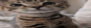 Nala