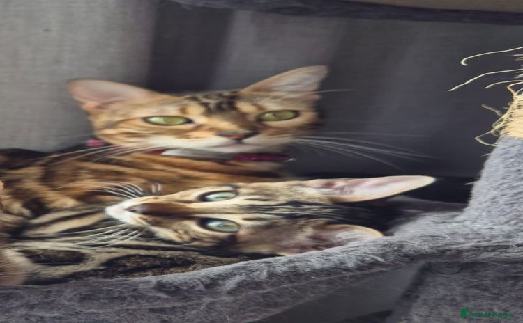 Bengal cats - Advert 3