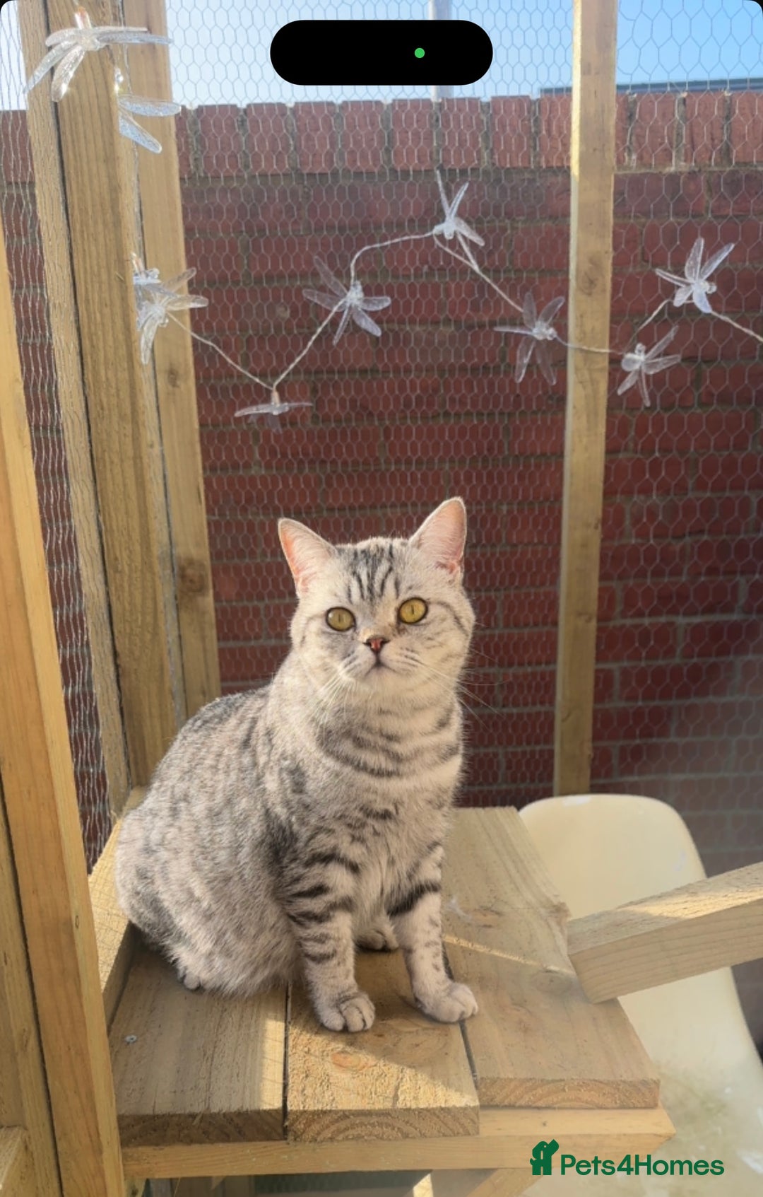 British Shorthair cats for sale: British short hair kittens  - Advert 7