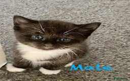 Mixed Breed cats for sale: Delightful mix-breed Siamese-black tabby-kittens - Image 27