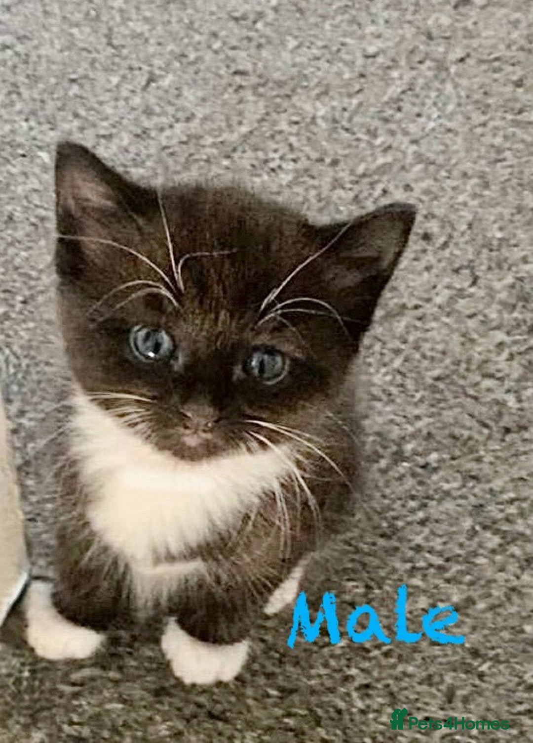Mixed Breed cats for sale: Delightful mix-breed Siamese-black tabby-kittens - Image 27
