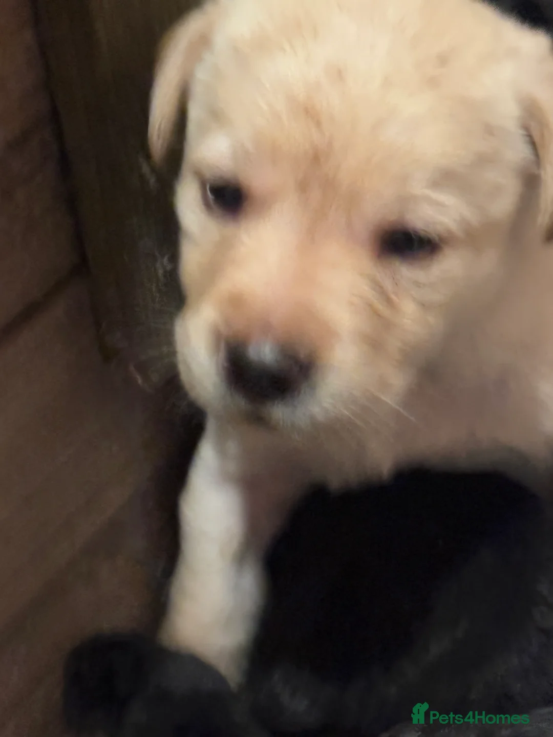 Labrador Retriever dogs for sale: KC Reg Labrador Pups - Advert 6