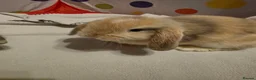 Mini Lop rabbits for sale: Mini lop babies ready now - Advert 6