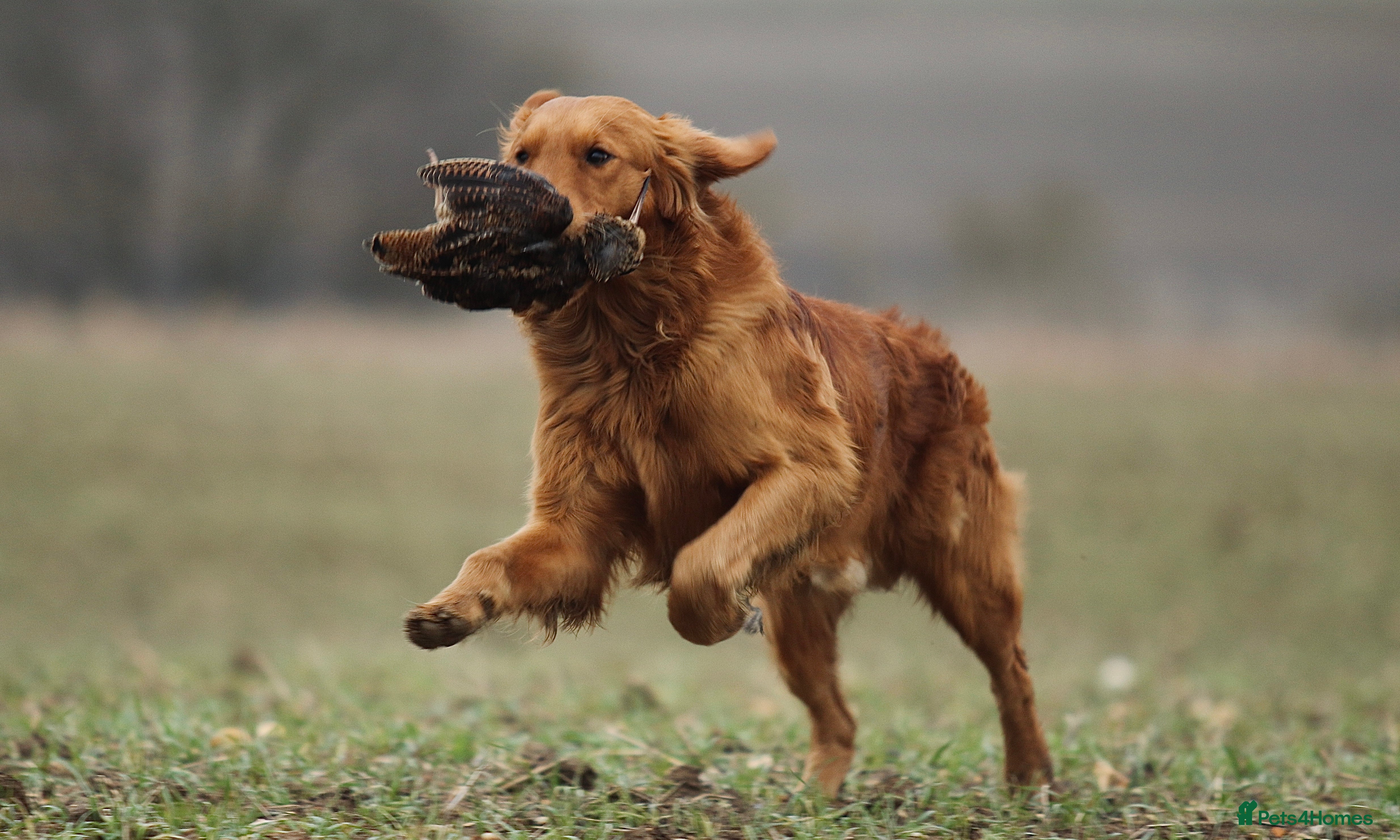 Golden Retriever dogs KC Working Golden Retriever 0/0 hips, clear DNA  - Advert 5