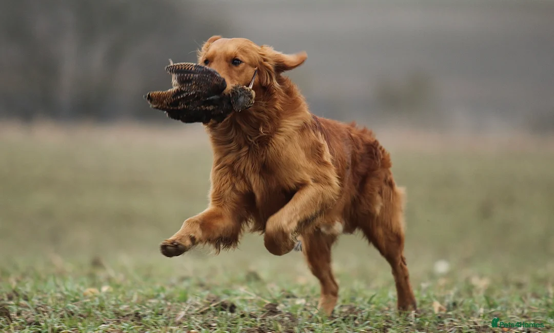 Golden Retriever dogs for stud: KC Working Golden Retriever 0/0 hips, clear DNA  in Halstead - Advert 2