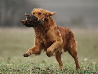 Golden Retriever dogs KC Working Golden Retriever 0/0 hips, clear DNA - Advert 1