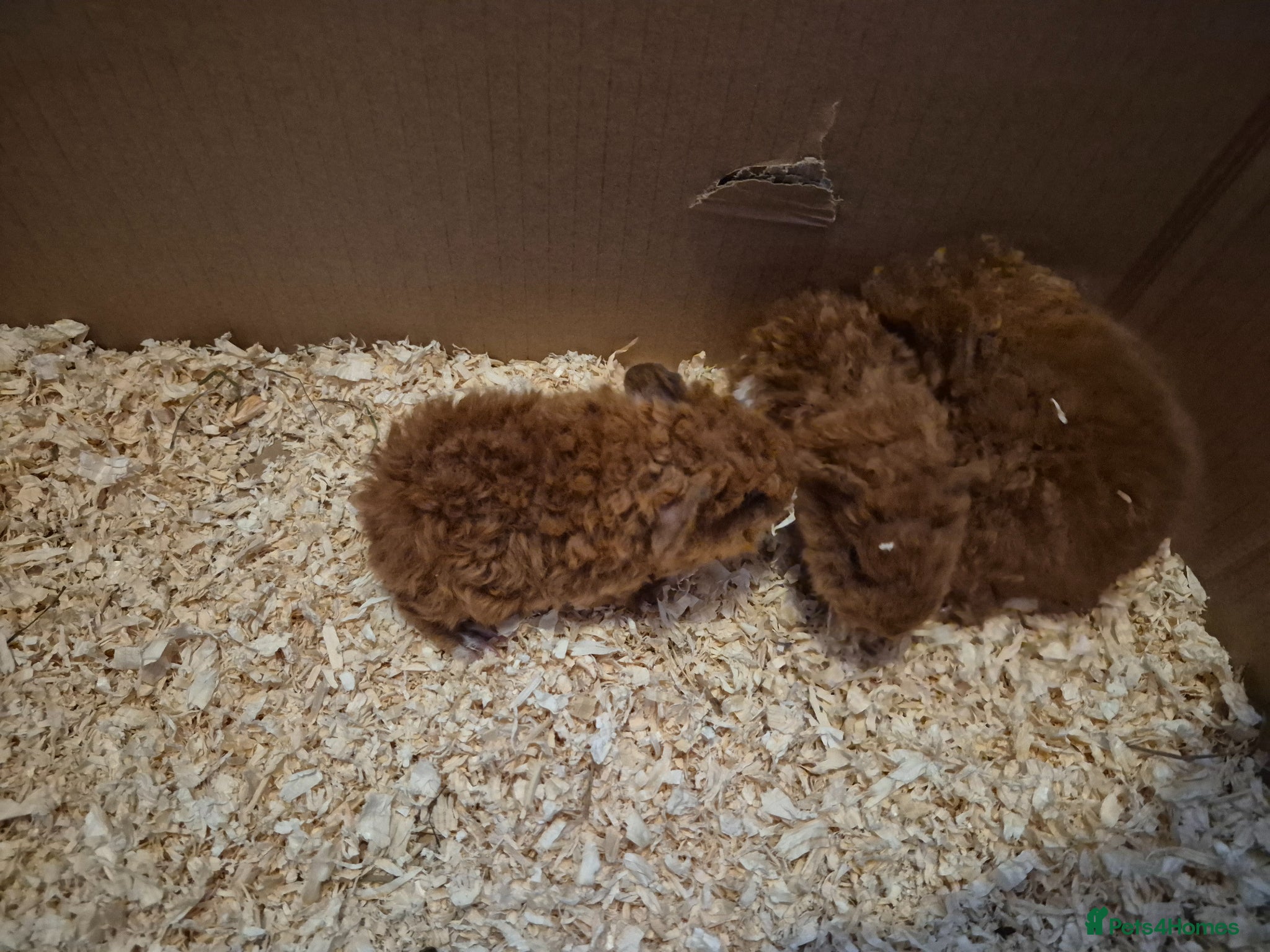 Guinea Pig rodents I have selection baby piggies from pure to x bred - Advert 6