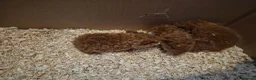 Guinea Pig rodents for sale: I have selection baby piggies from pure to x bred - Advert 1