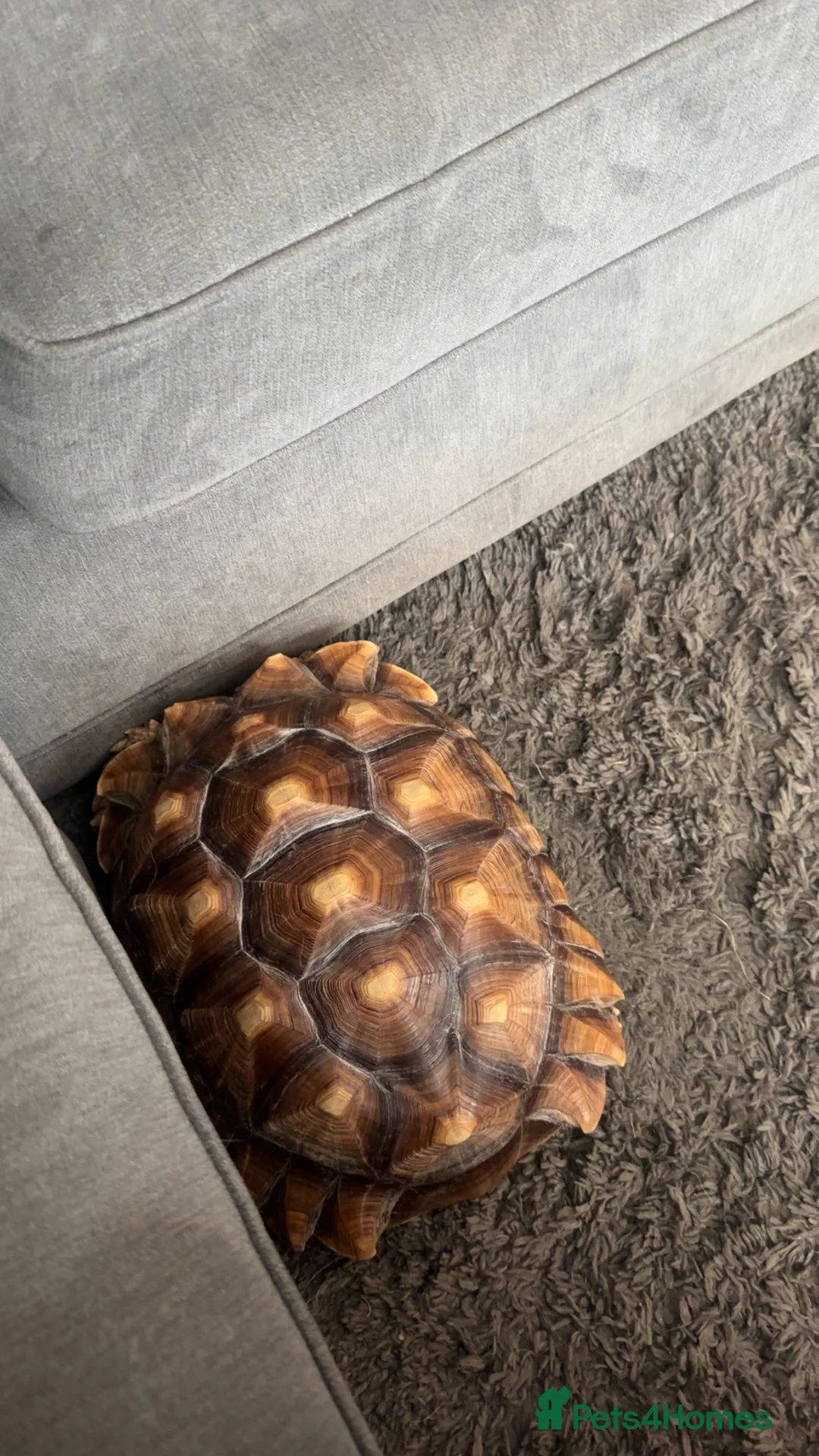 Mixed Breed reptiles for sale: 2x sulcata 1x snapping turtle  - Advert 2