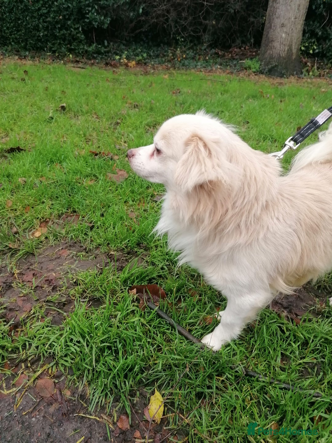 Chihuahua dogs for adoption: 💙🐶 ZEE 🐶💙 - Advert 7