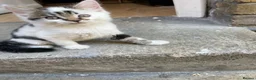 Mixed Breed cats for sale: Little boy looking for a new home - Advert 5