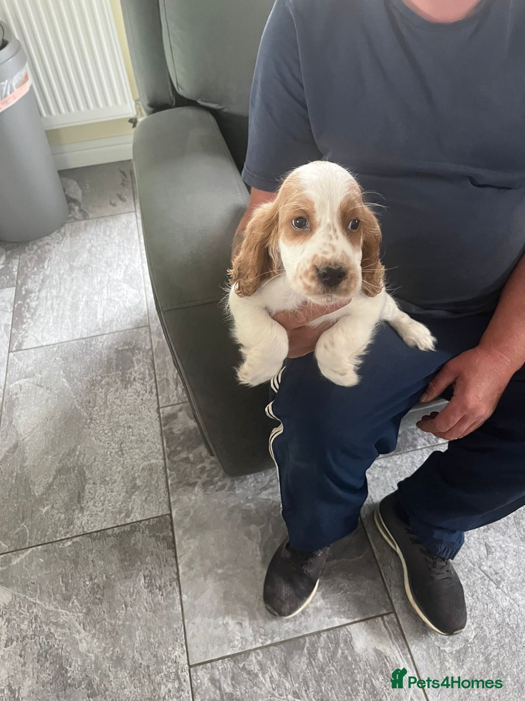 Cocker Spaniel dogs for sale: OUT STANDING  GORGEOUS SHOW TYPE COCKER SPANIEL  - Image 33