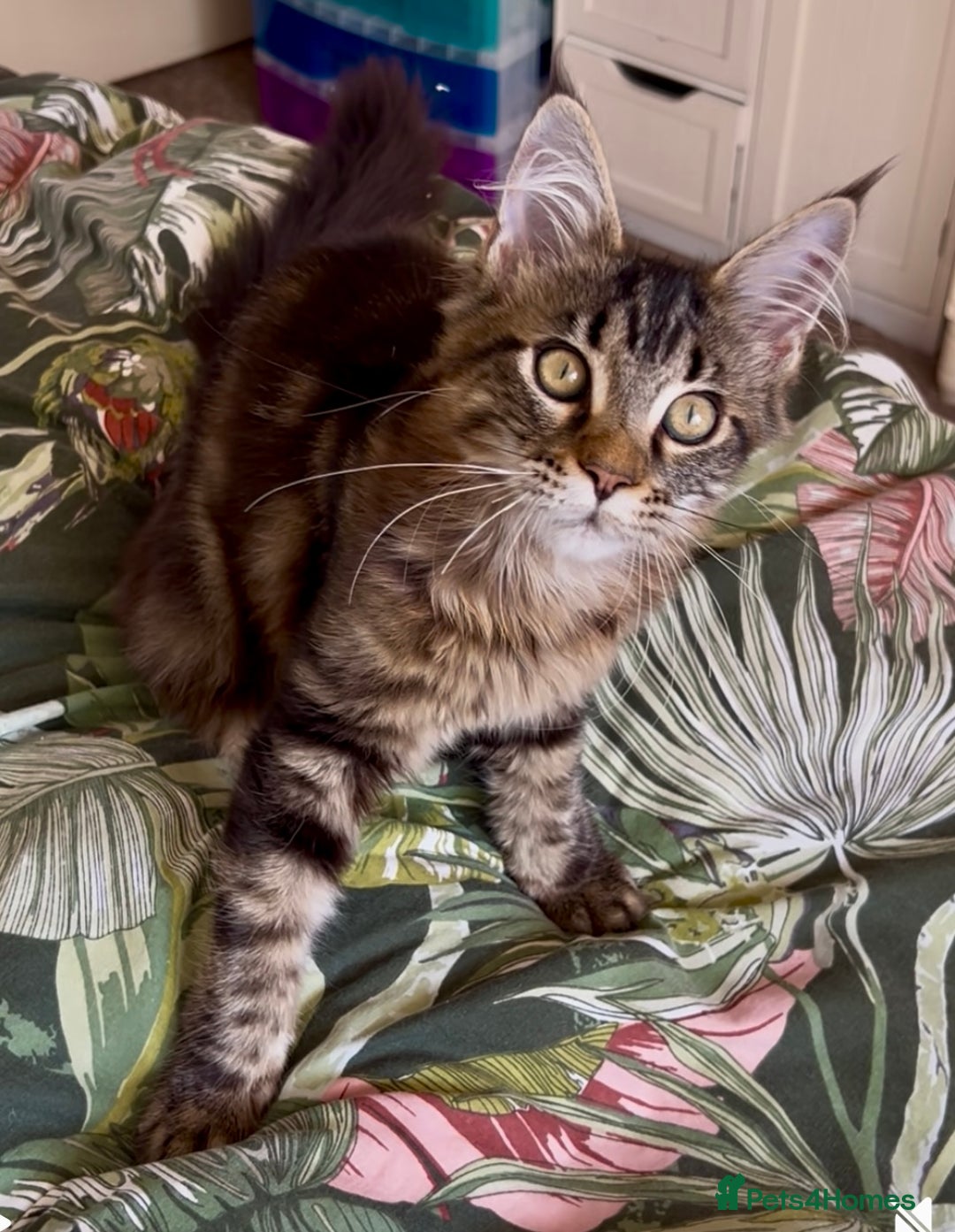 Maine Coon cats for sale: Pick Me! GCCF Registered Maine Coon Girl Ready Now - Image 5