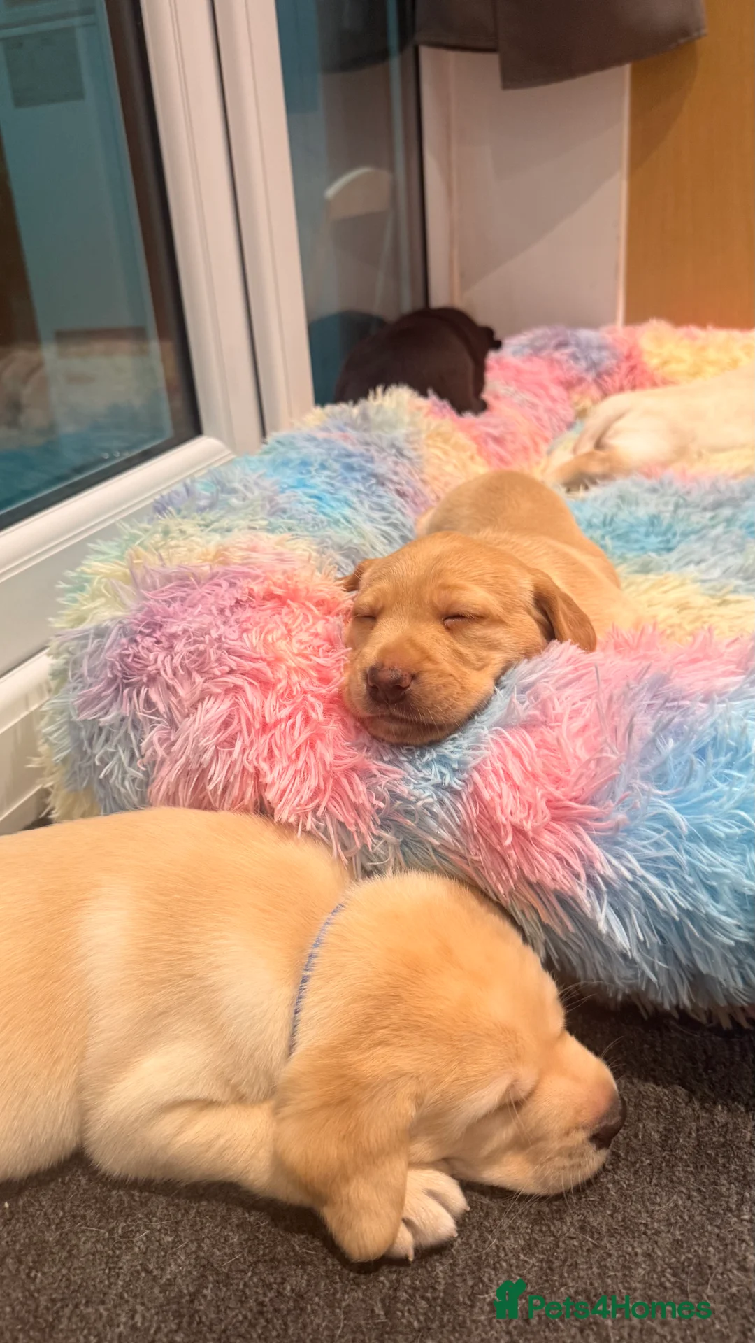 Labrador Retriever dogs for sale: 🐾💛 Looking for their forever family… 💛🐾 - Advert 9