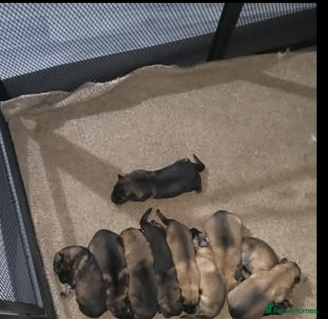 German Shepherd dogs for stud: Stunning German Shepherd stud only - Advert 6