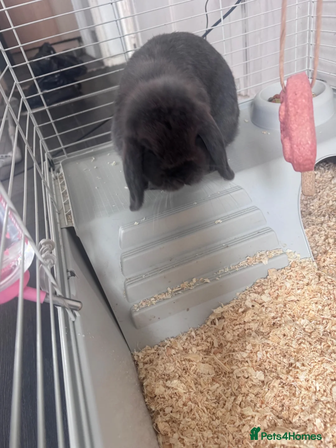 English Lop rabbits for sale: Grey lop rabbit in Birmingham - Advert 1