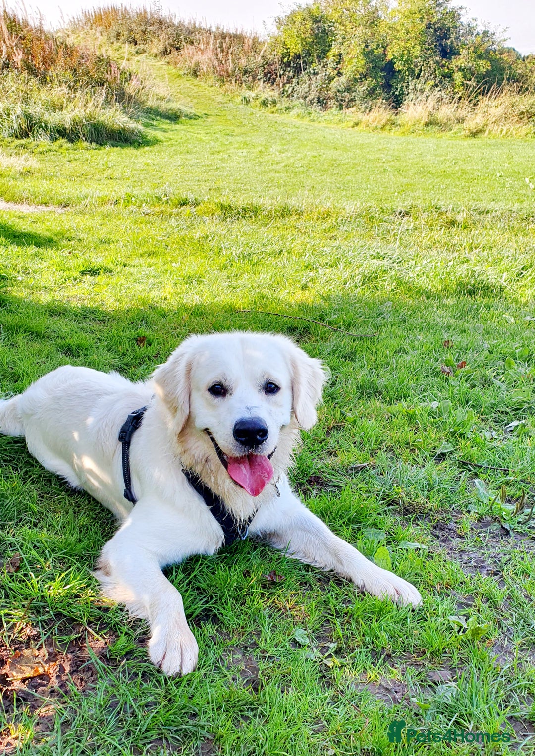 Golden Retriever dogs for stud: Stunning cream Golden Retriever for STUD in Lancaster - Advert 4