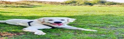 Golden Retriever dogs for stud: Stunning cream Golden Retriever for STUD - Advert 4