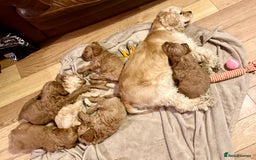 Cockapoo dogs for sale: Yankee doodles cockapoos  - Advert 2