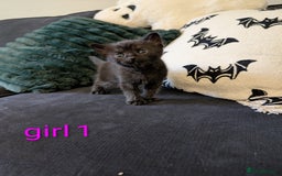 Mixed Breed cats for sale: Adorable kittens ready 12th October!! 🎃 - Image 7