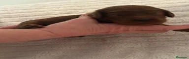 Cockapoo Puppy 6