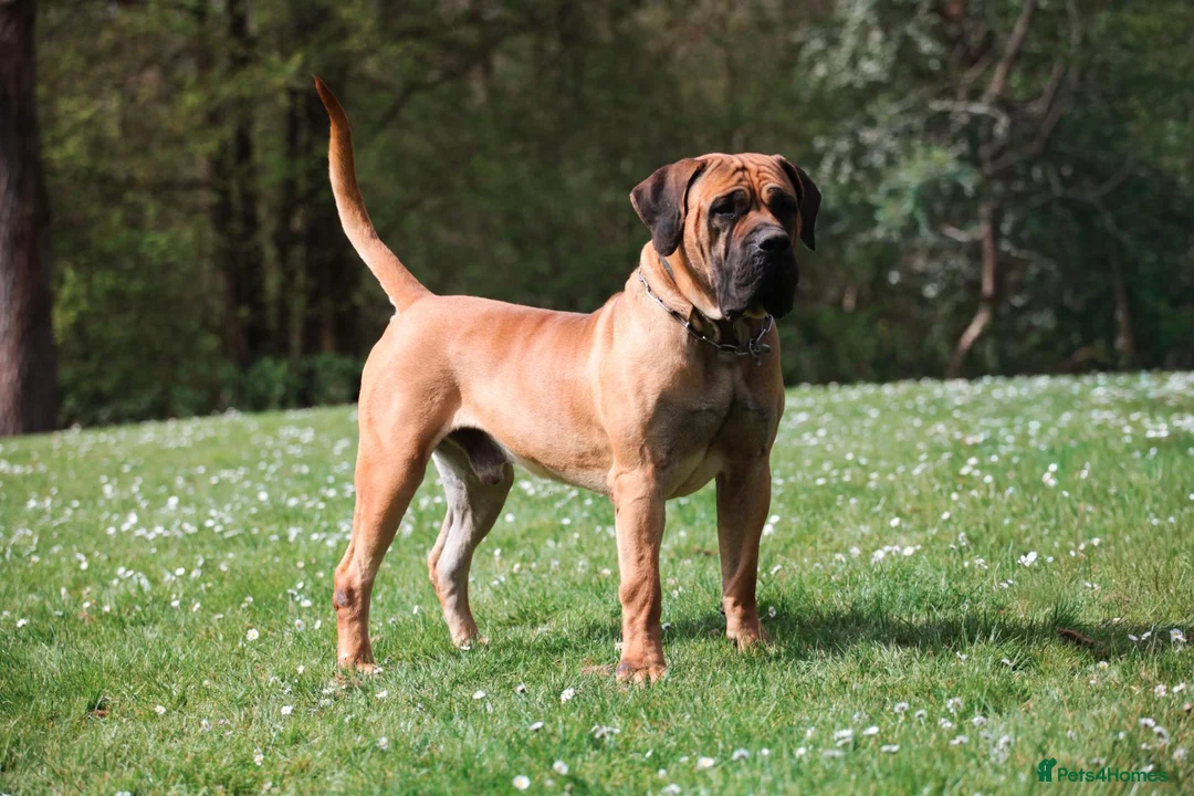 Boerboel dogs for sale: Waitlist now open - due early October in Horsham - Advert 15