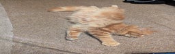 Maine Coon cats for sale: Maine coon  - Advert 10