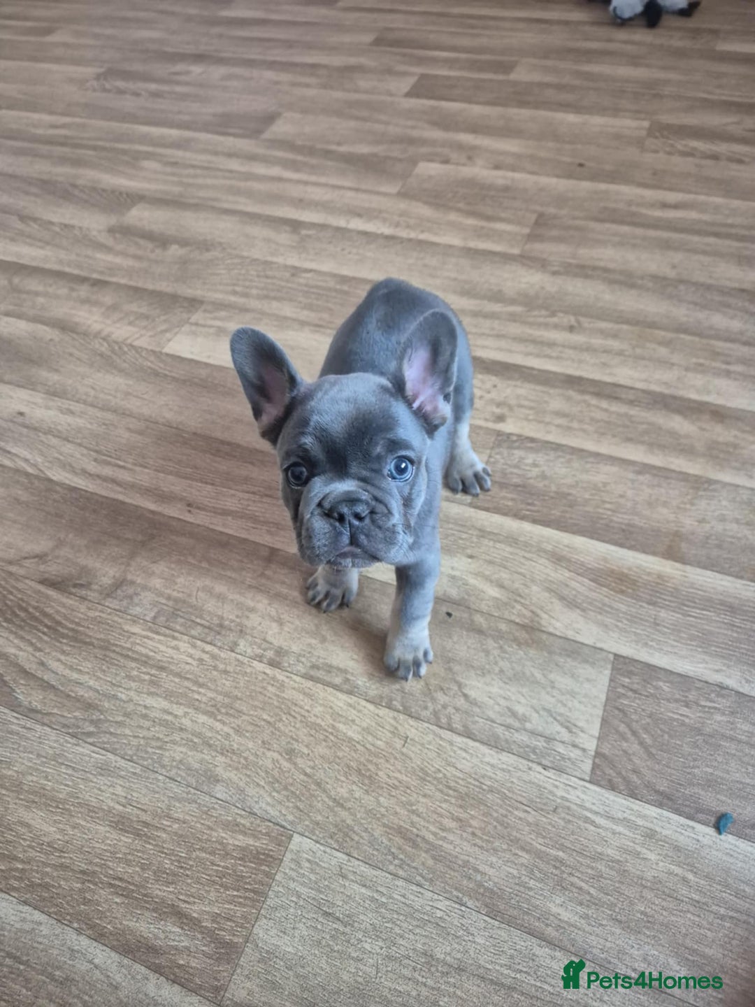 French Bulldog dogs for sale: French bulldog  puppies - Image 2