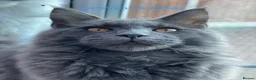 Maine Coon cats for sale: Price drop  - Advert 3