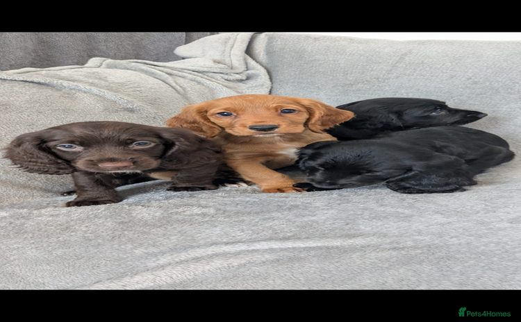 Cocker Spaniel dogs - Advert 11