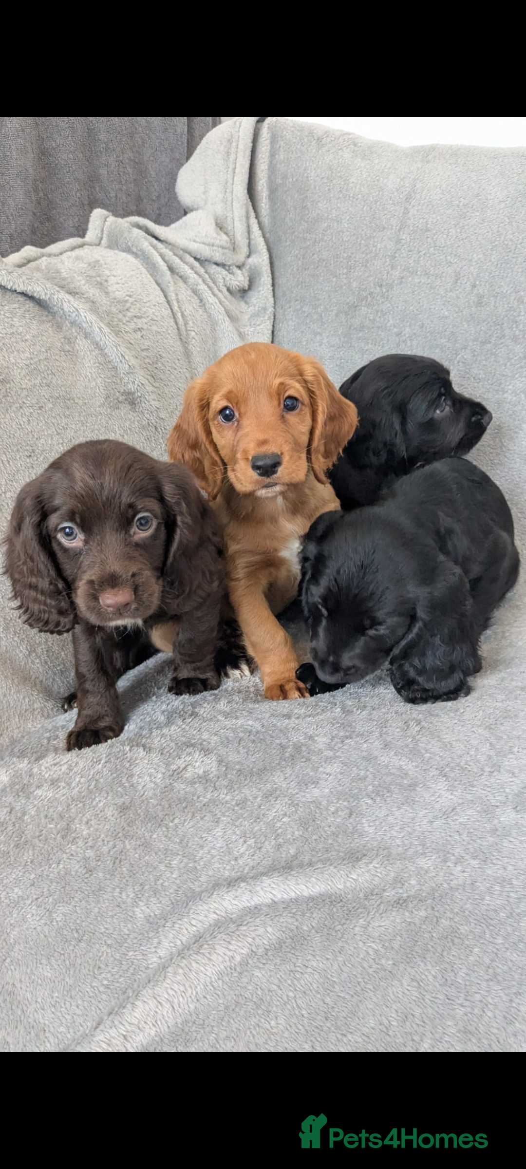 Cocker Spaniel dogs for sale: Beautiful Cocker Spaniel Puppies - Image 1