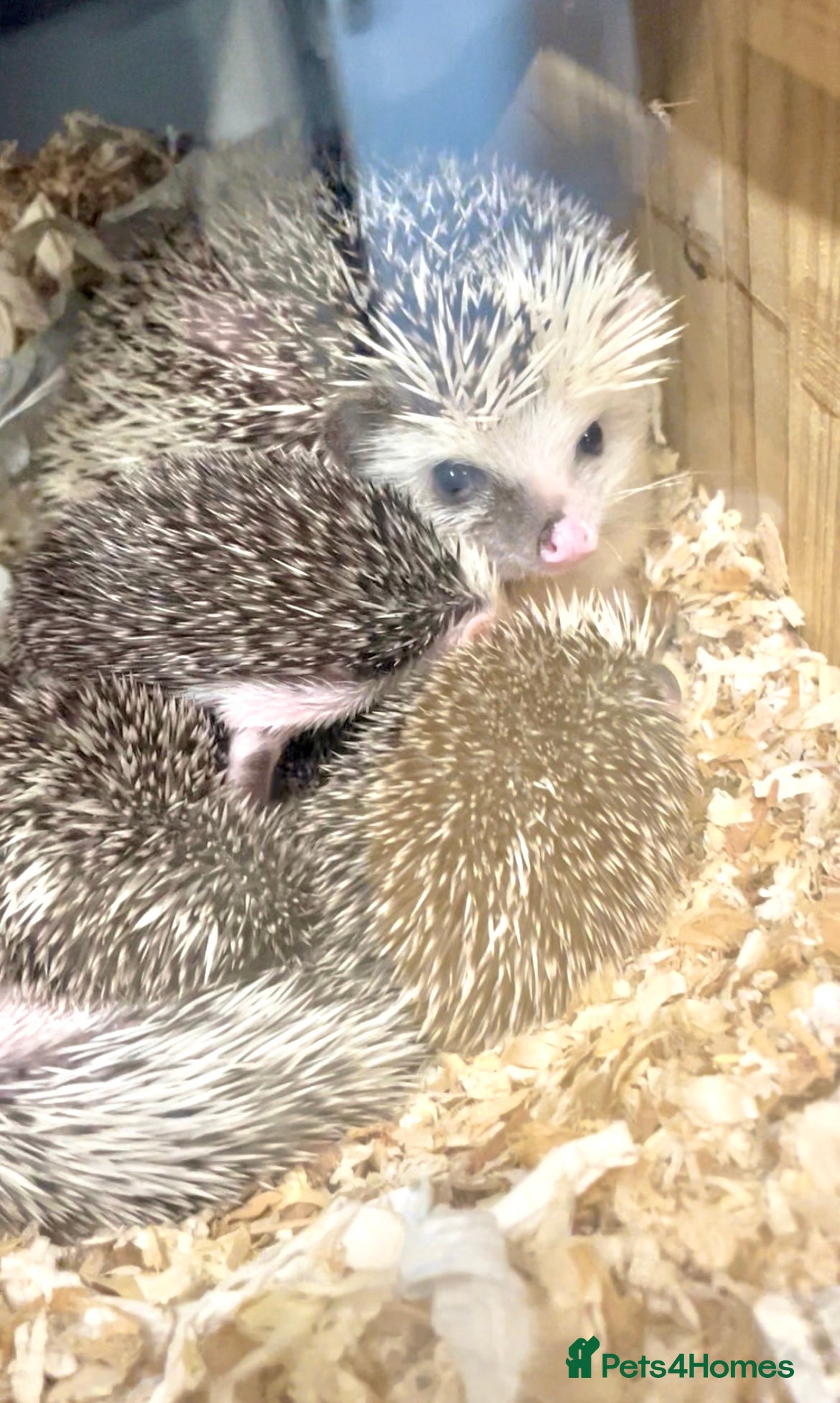 Pygmy Hedgehog rodents Beautiful Baby Hedgehogs 🦔 🍂 Pinto African Pygmy - Advert 1