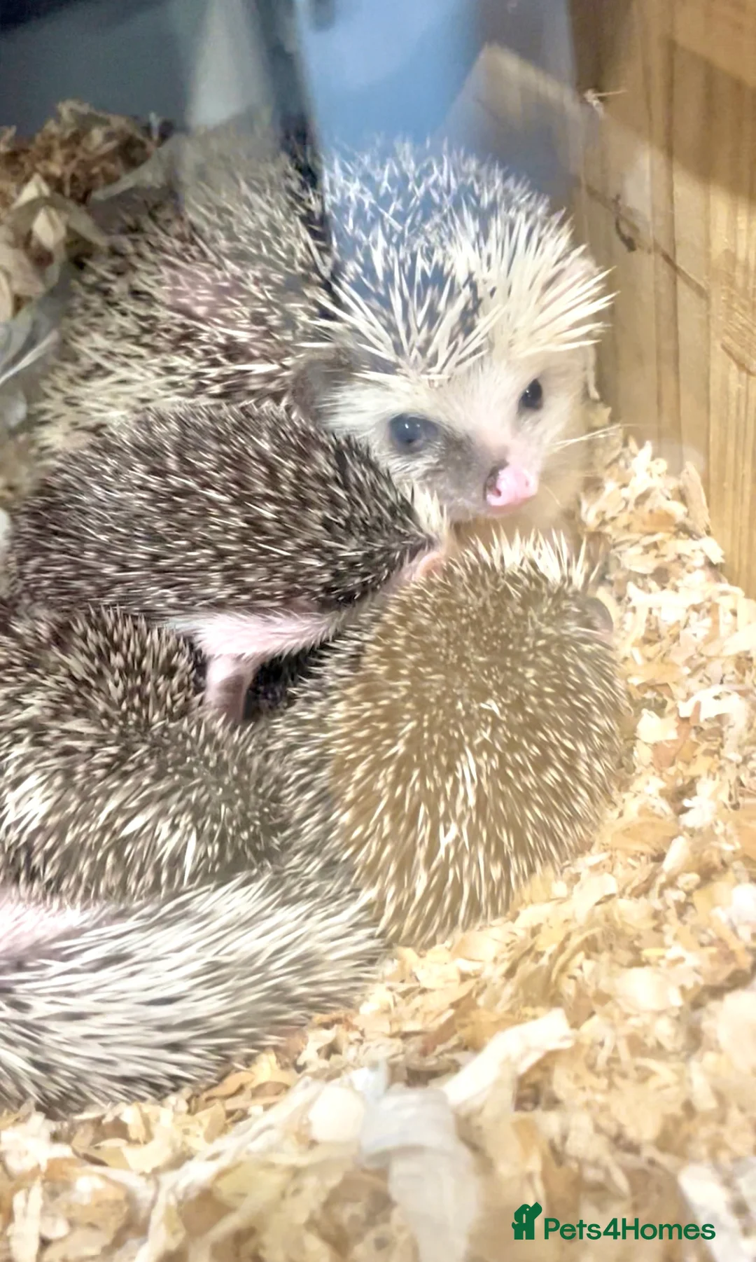 Pygmy Hedgehog rodents for sale: Beautiful Baby Hedgehogs 🦔 🍂 Pinto African Pygmy - Advert 8