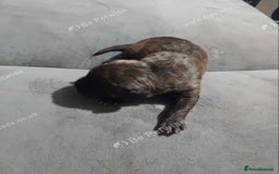 Staffordshire Bull Terrier dogs for sale: 3 males staffy puppies  for sale  - Advert 3