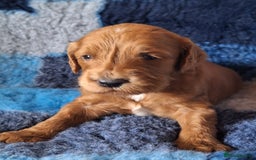 Cockapoo dogs for sale: Cockerpoo Puppies – Standard Size Red Boys Only - Image 1