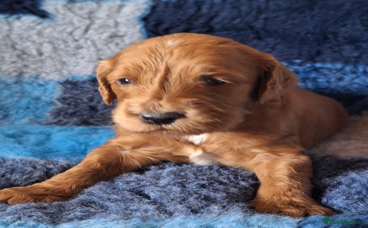 Cockapoo dogs - Advert 13