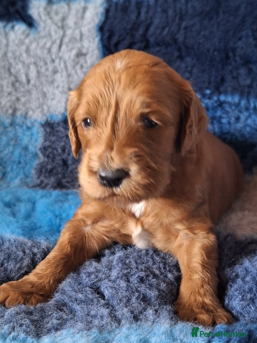 Cockapoo dogs for sale: Cockerpoo Puppies – Standard Size Red Boys Only - Image 1