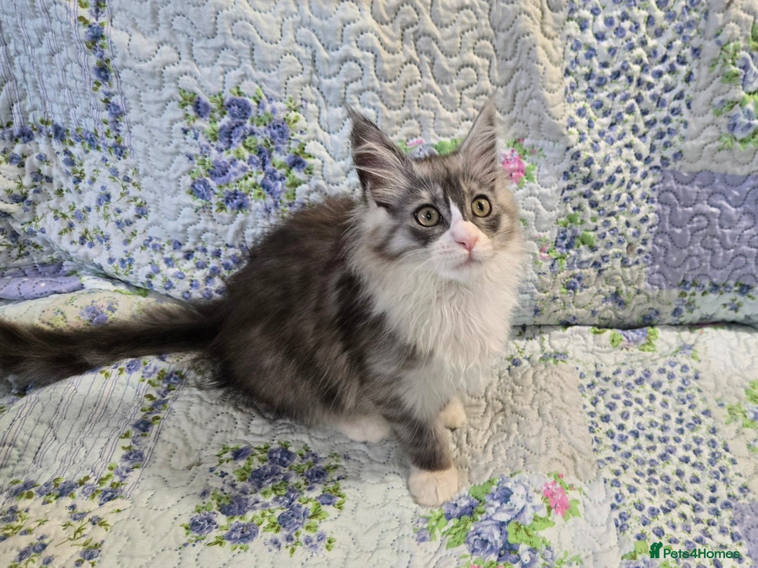 Maine Coon cats for sale: Beautiful playful Maine Coon kittens  - Image 18
